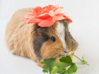 Cute female guinea pig with a flower on its head.