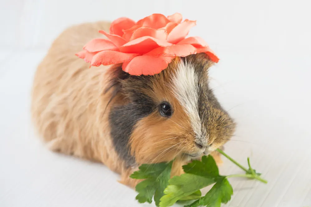 Cute female guinea pig with a flower on its head.