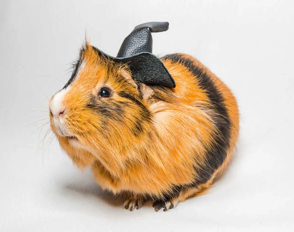 Ginger guinea pig with a balck hat.