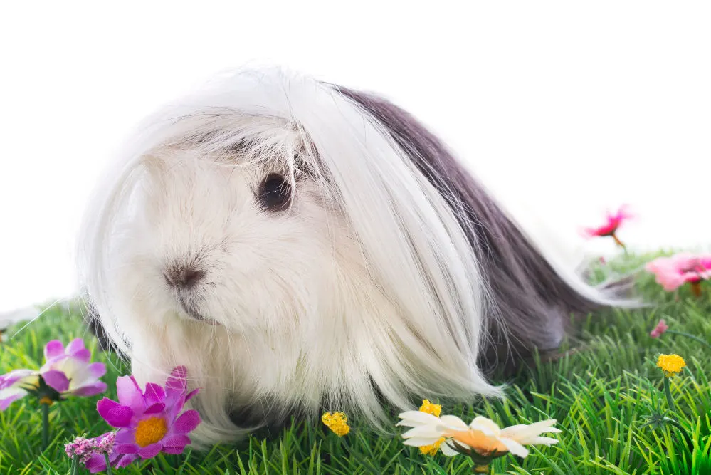 Portrait of guinea pig in front of white background on the grass
