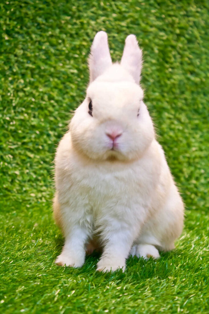 White Dwarf Hotot rabbit sitting on green grass.