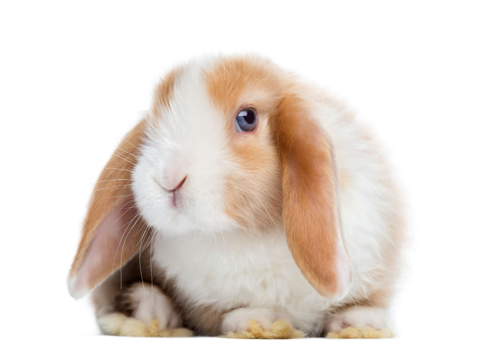 Satin Mini Lop rabbit looking at the camera in a white background.