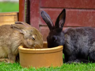Two brown domestic rabbits drinking water from a bowl on the green grass.