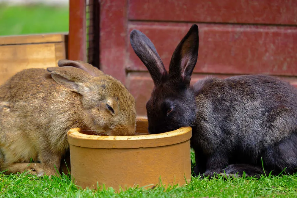 Two brown domestic rabbits drinking water from a bowl on the green grass.