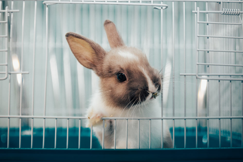 A beautiful small bunny on his cage looking to the side.