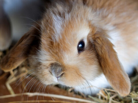 A close up of a ginger baby bunny.