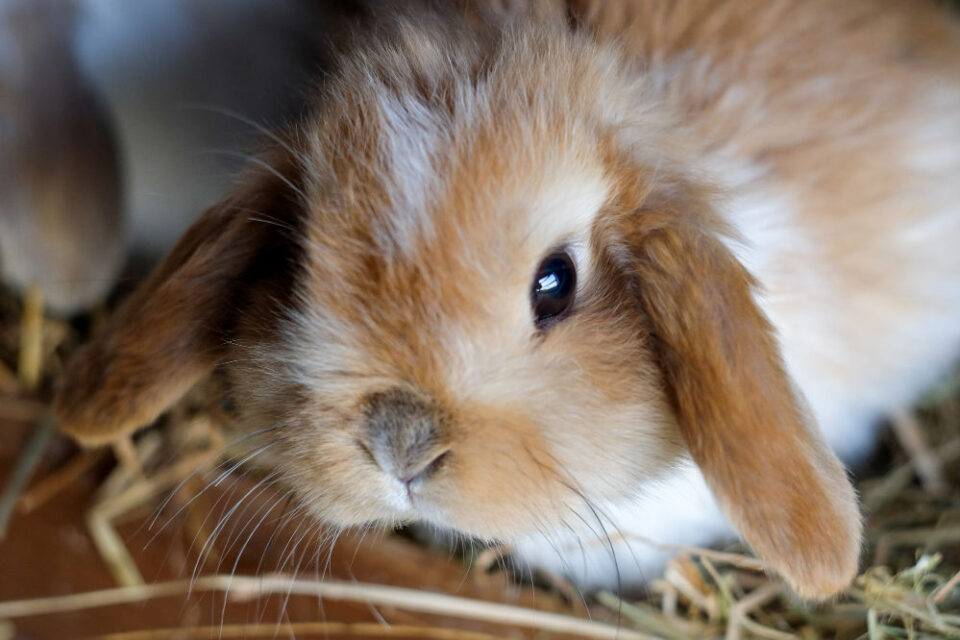 Can Rabbits Eat Cauliflower? A Complete Diet Guide