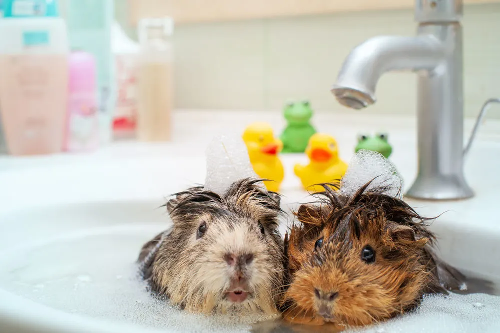 Two guinea pigs bathing together.