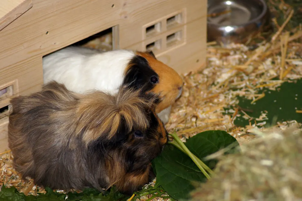 Two male guinea pigs in a wooden house.