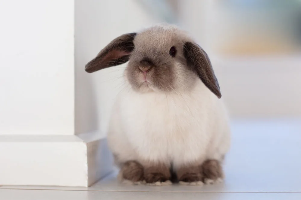 A cute mini lop rabbit on a corner.