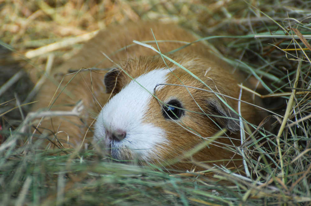 A cute brown and white piggy laying on hay.