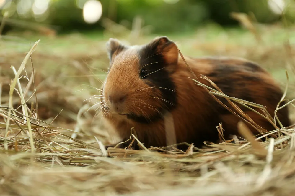 Cute brown guinea pig on hey.