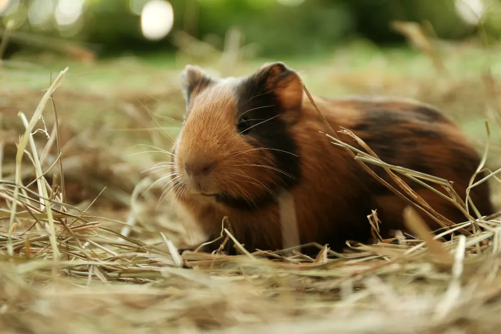 Cute brown guinea pig on hay.