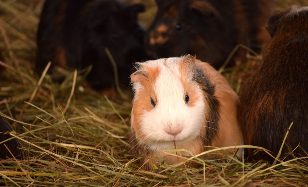 A grumpy guinea pig.