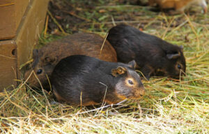 Picture of Do Guinea Pigs Need Hay? Important Facts About Healthy Diets