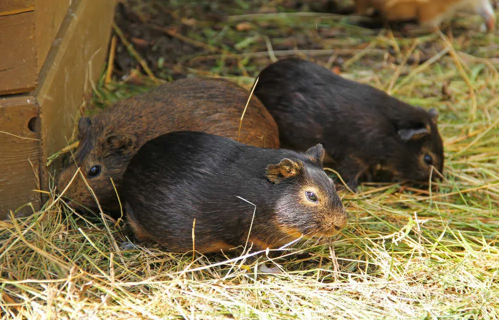 Three dark guinea pigs next to a wooden hutch.