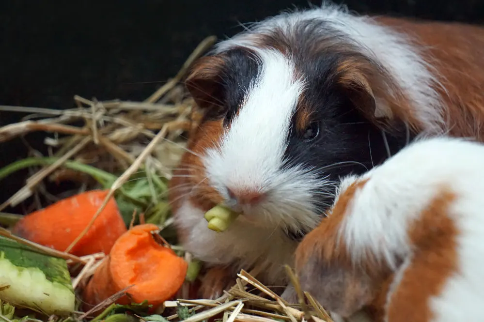 Guinea Pig eating a carrot.