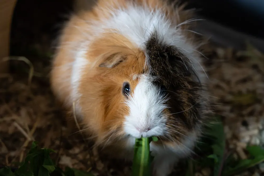 A cute guinea pig eating and looking at the camera.