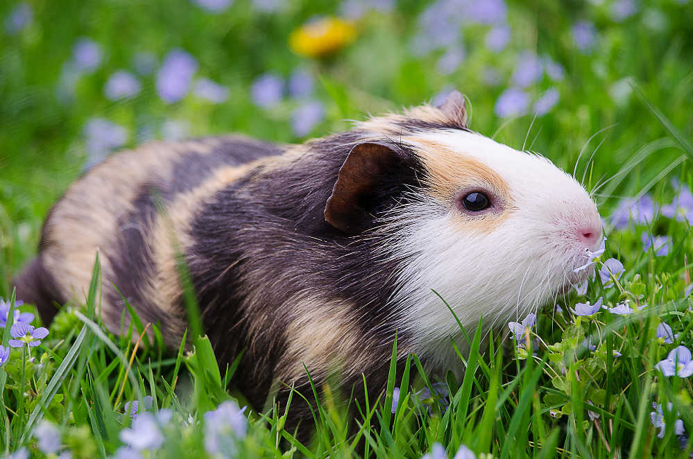 A side angle form a cute guine pig on grass.
