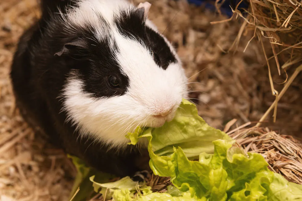 Black Guinea pig eating a lettuce leaf.