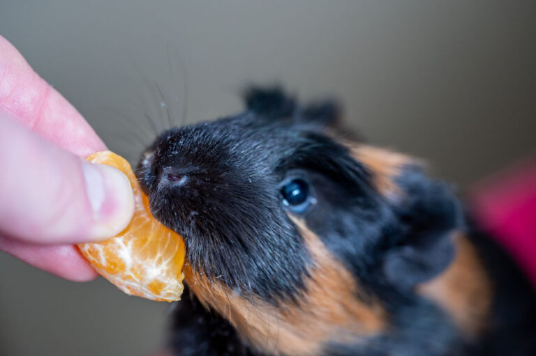 Can Guinea Pigs Have Mandarin Oranges? Diet Guide