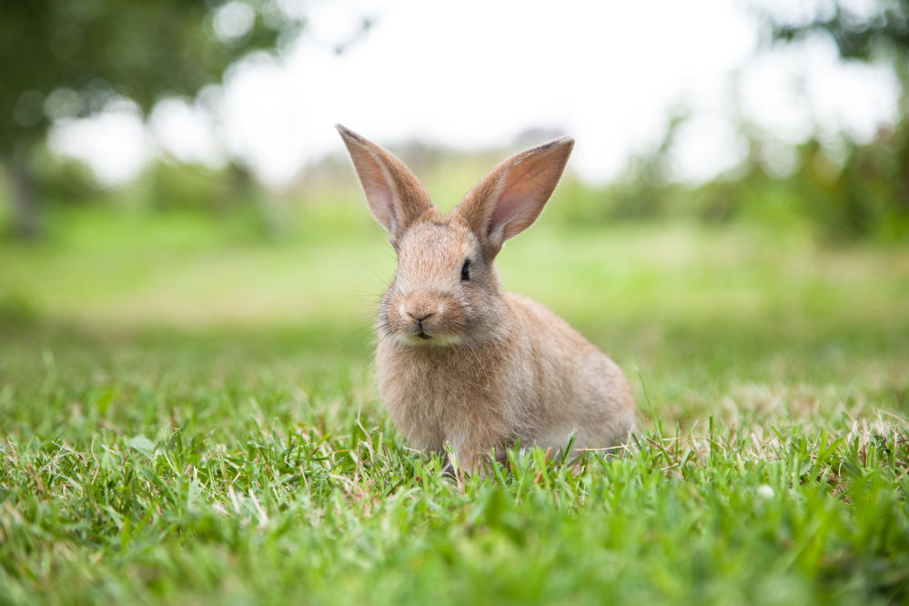 A light brown bunny on green grass.