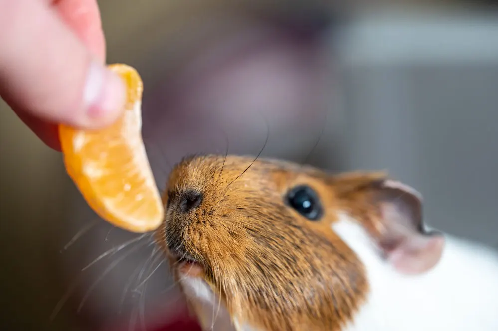 Guinea pig wating an orange