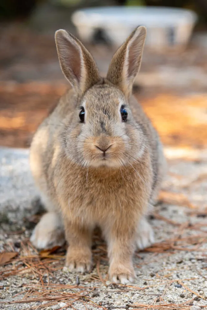 Brown rabbit close up.