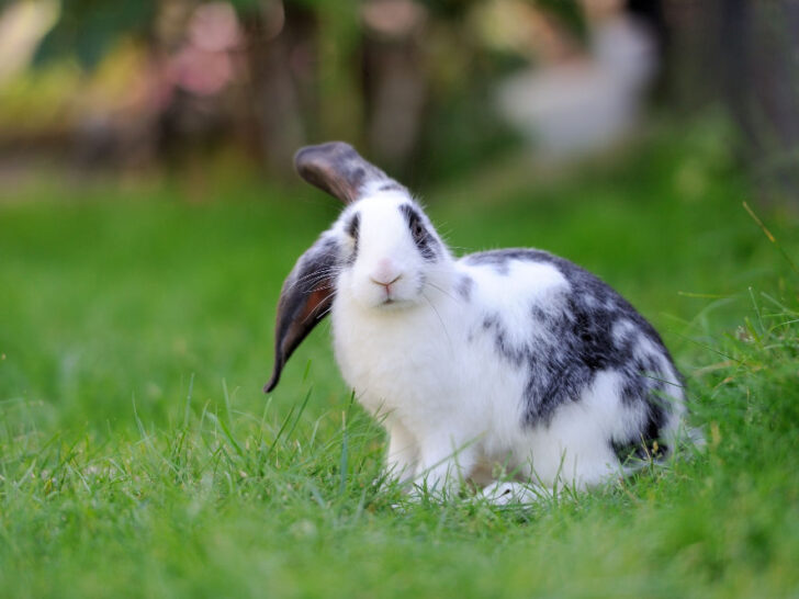When Do Baby Rabbits Open Their Eyes? A Complete Guide