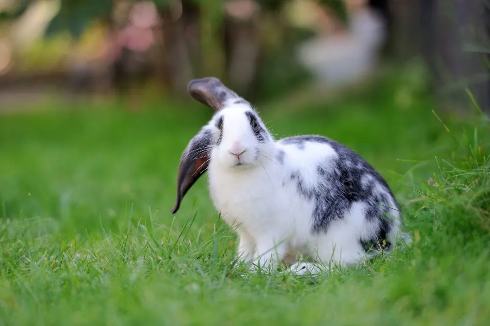 Balck and white bunny on green grass.