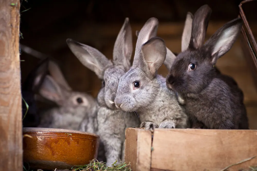 A cute pile of rabbits.