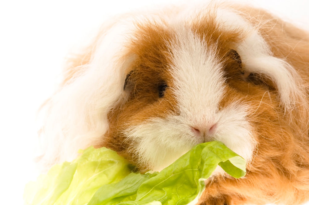 Guinea Pig Close up eating lettuce.