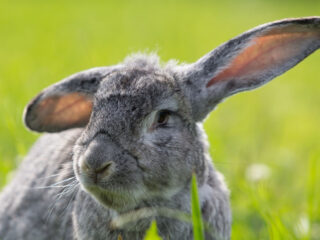 A greay rabbit close up.