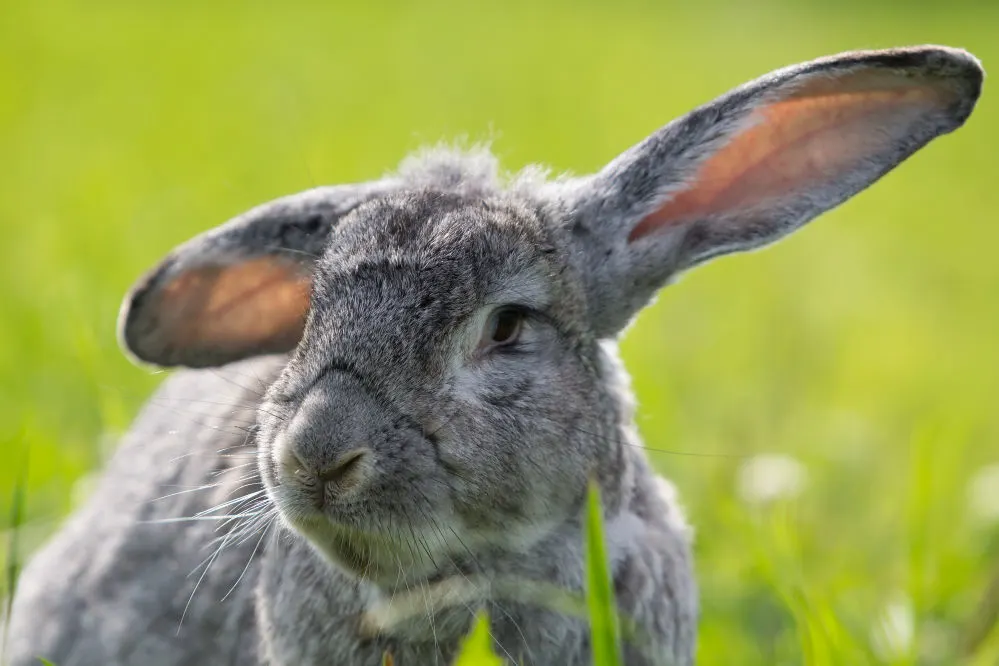 A greay rabbit close up.