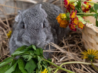 A cute big gray rabbit eating leafy greens.