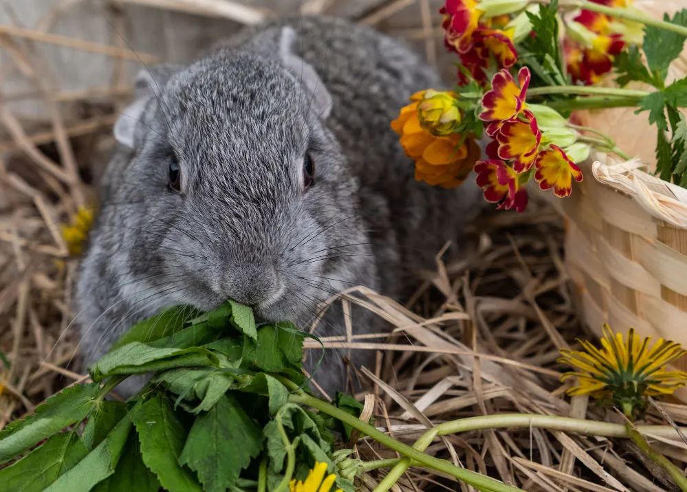 A cute big gray rabbit eating leafy greens.