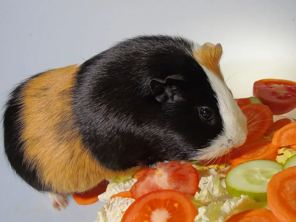 Guinea pig eating a salad