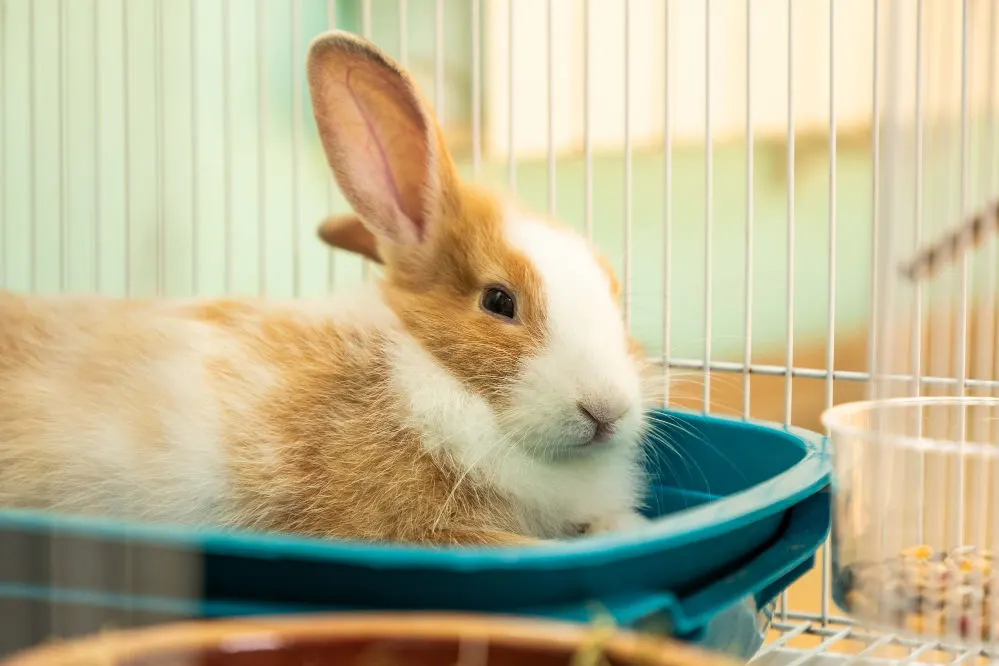 A rabbit sitting inside the litter box