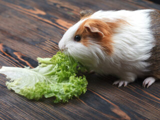 A small guinea pig eating a lettuce leaf.