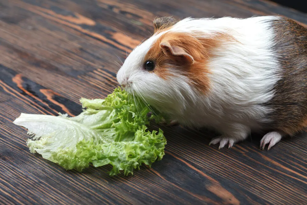 A small guinea pig eating a lettuce leaf.