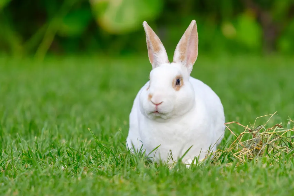 A white rabbit sitting on green grass.