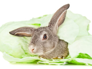 A flowe cabbage bunny.
