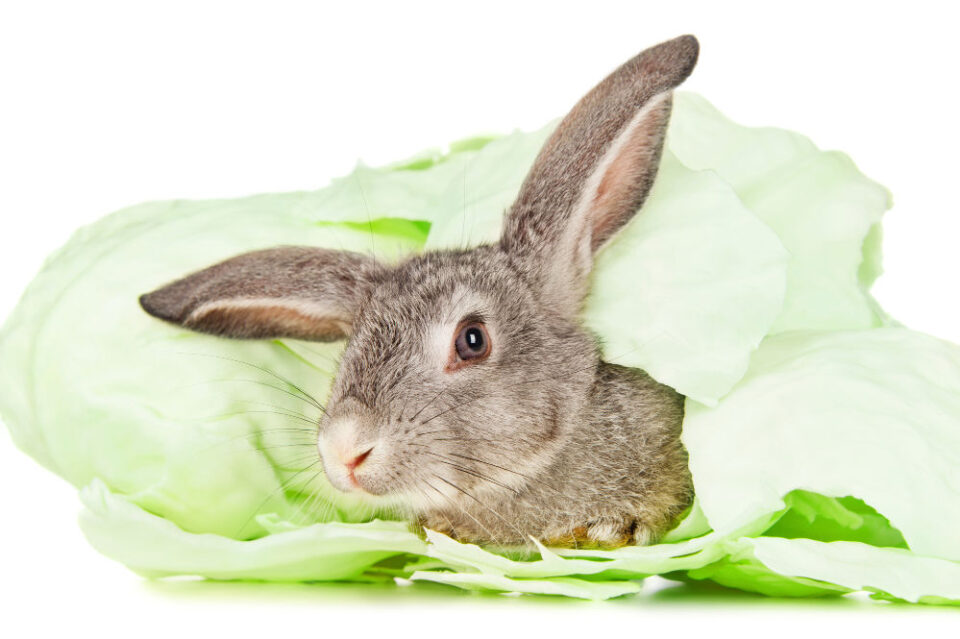 Can Rabbits Have Cabbage? Everything You Need To Know