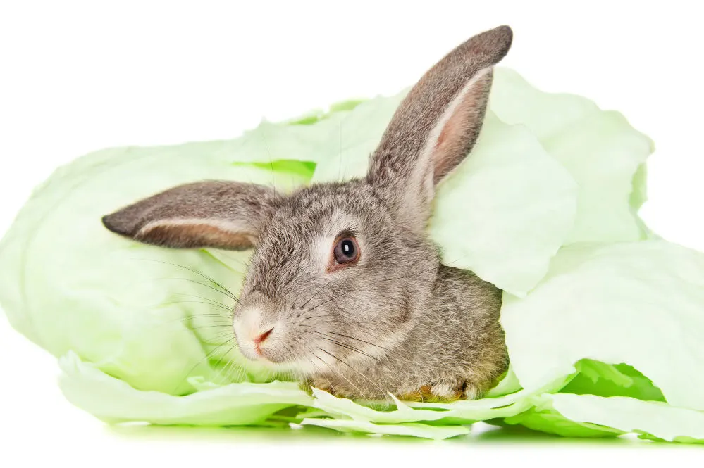 A flowe cabbage bunny.