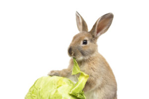 Can Rabbits Have Cabbage? Everything You Need To Know