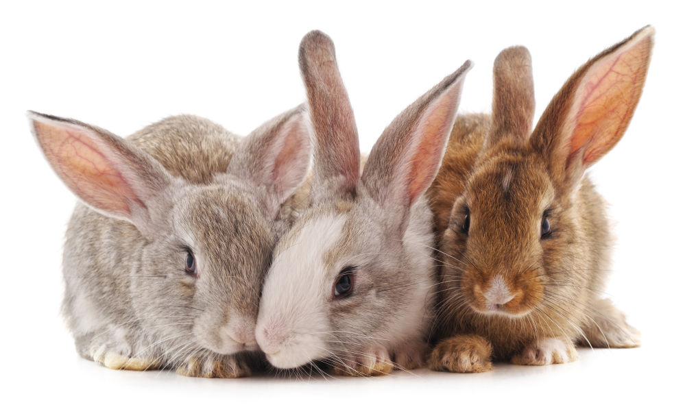 Three cute bunnies in a white background.