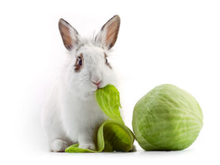 A white bunny eating a cabbage leaf