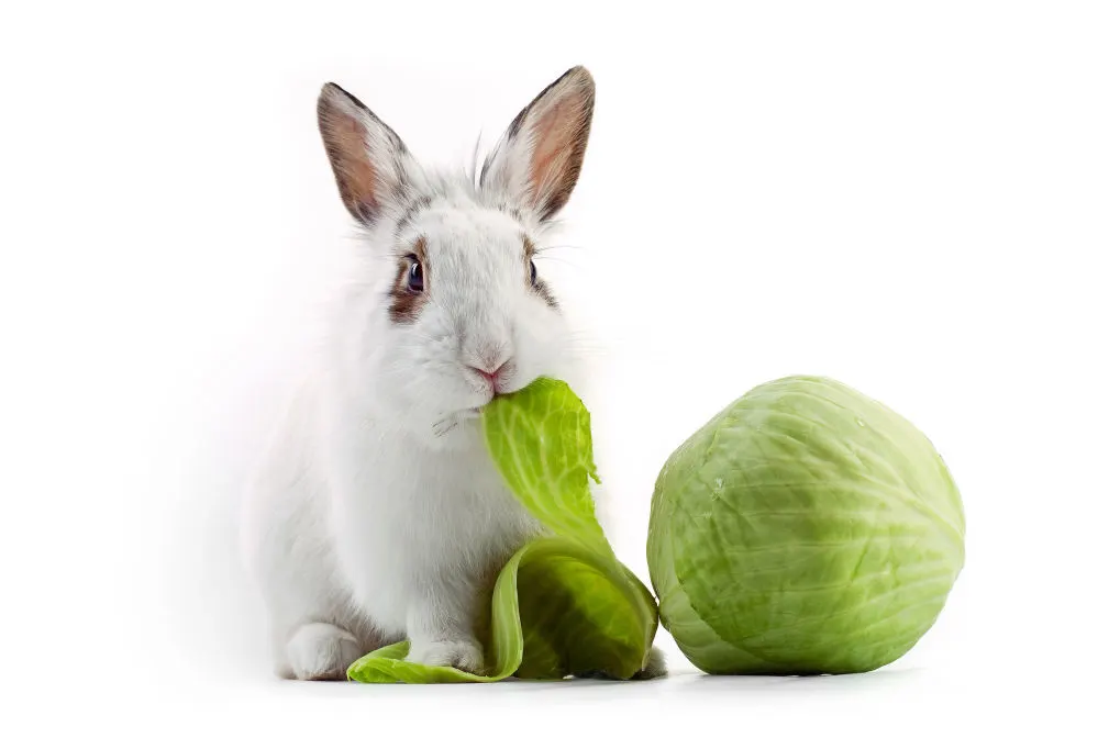 A white bunny eating a cabbage leaf