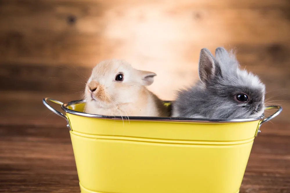 2 cute bunnies in a yellow can.