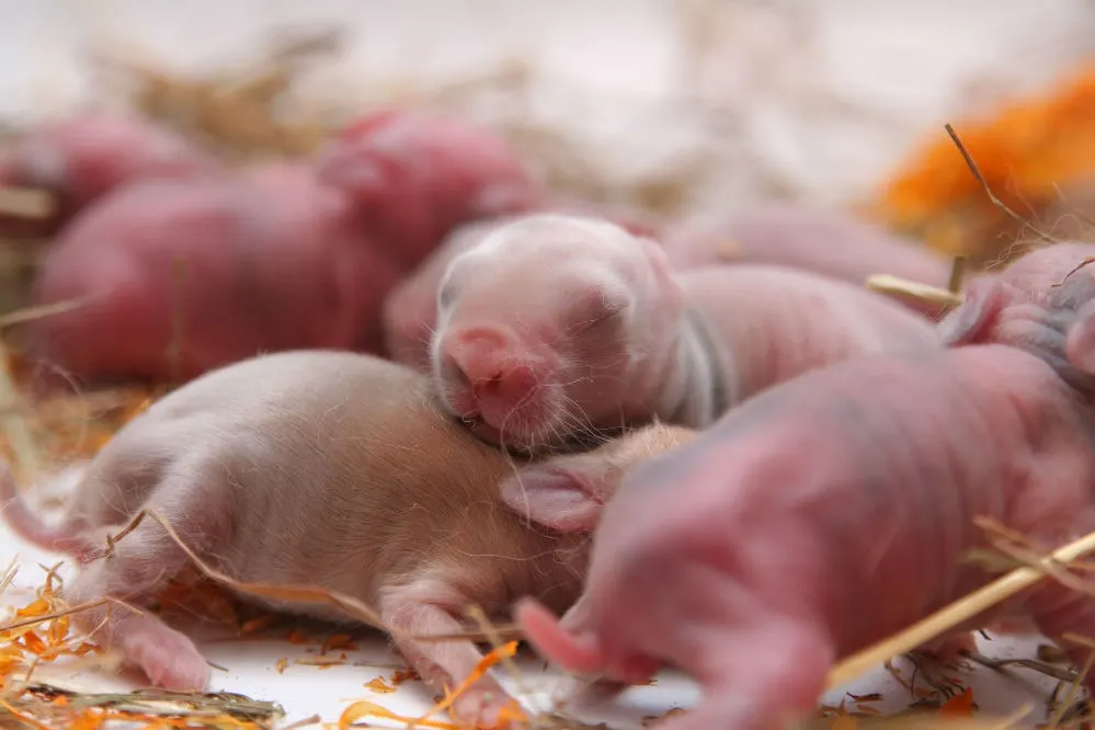 pictures of newborn baby bunnies